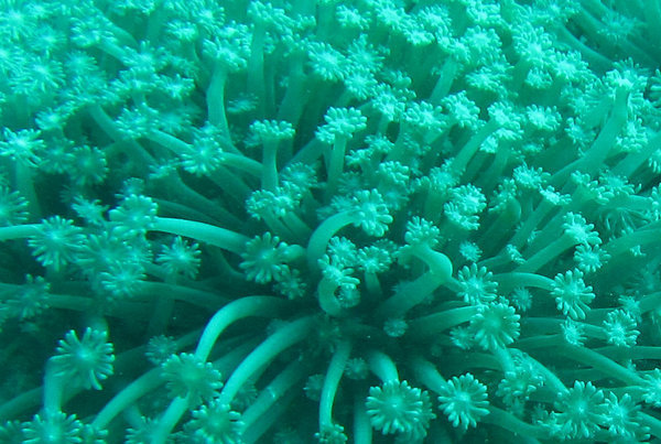 more soft coral