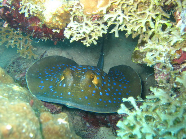 blue spotted ray hiding