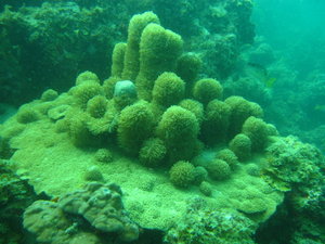 funny coral