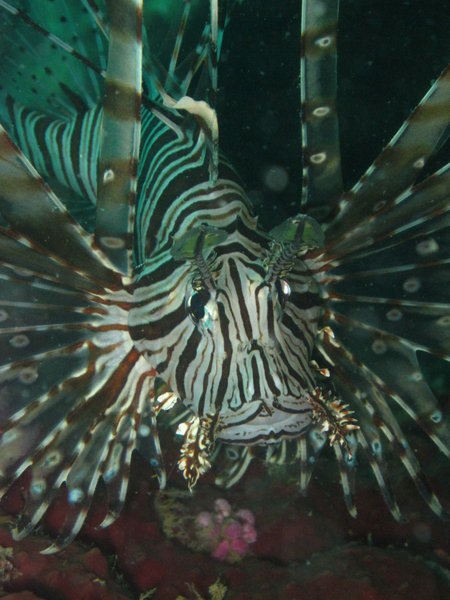 the smile of the lion fish