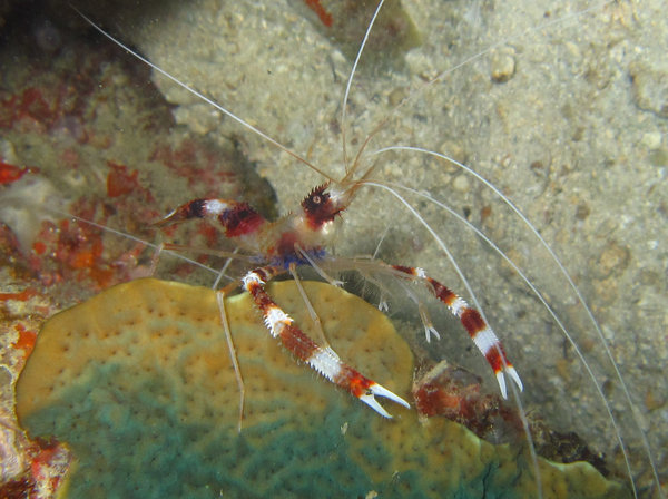 coral banded cleaner shrimp