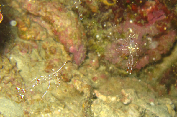 white banded cleaner shrimps...these are very tiny