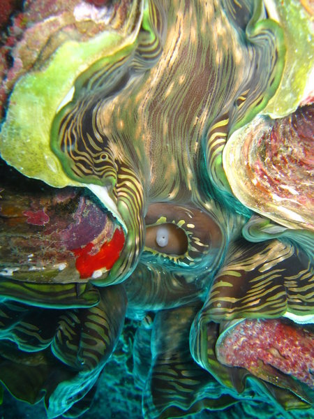 boring clam...I love the colors