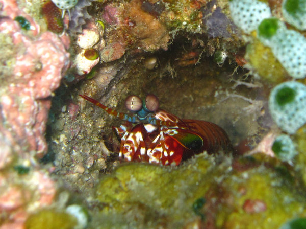 peacock mantis shrimp....do not put your fingers too close 