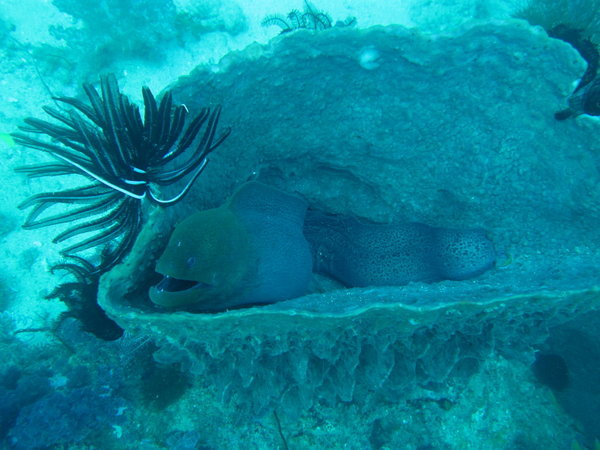 moray eel in a sponge barrel