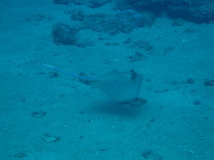 blue spotted eagle ray