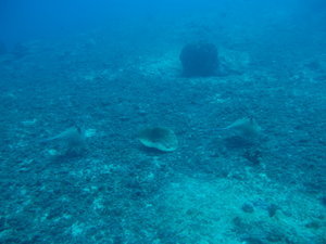 there were 5 blue spotted ealge rays playing around at the same time...cool!