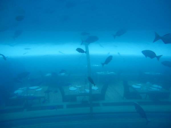 Ithaa Underwater Restaurant...I really wanted to see the place...but at 880sd for 2 for diner without even the drinks...no way...so I snorkeled before being advised this is a non-snorkeling zone....that's ok, I saw Ithaa...from outside!