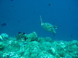 we encounter turtles on nearly each dives