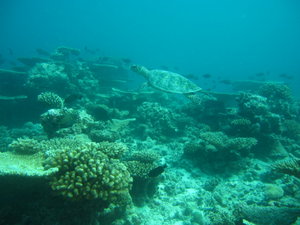 visi was average, but another nice dive site full of hard corals
