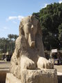 Sphinx of Memphis