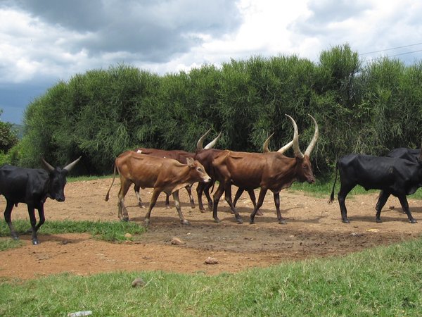 long horns cows, truly Uganda!