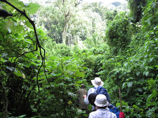 into the forest, the gorillas are just few meters from there