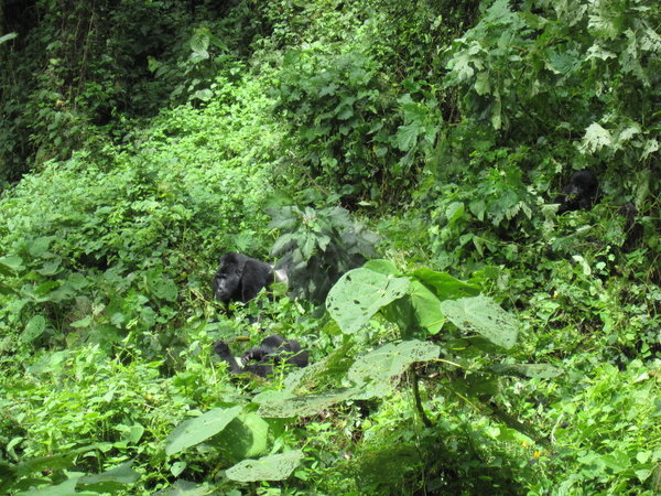 a group of 34 gorillas......guide did tell us they were all there...I stopped counting at 25!