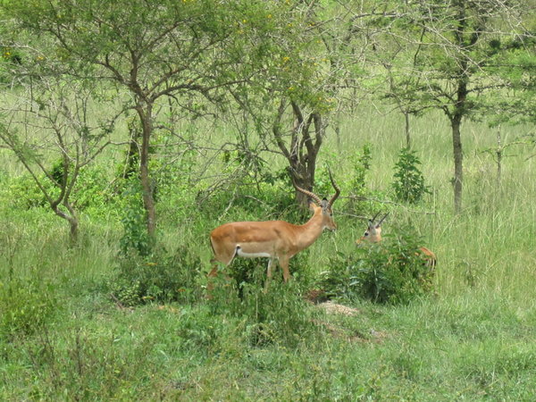 Impalas from Kabale to Kampala