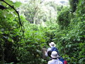 into the forest, the gorillas are just few meters from there