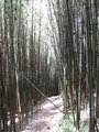 bamboo forest in Mgahinga