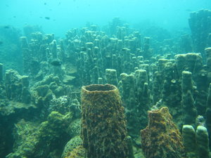 nice coral formations