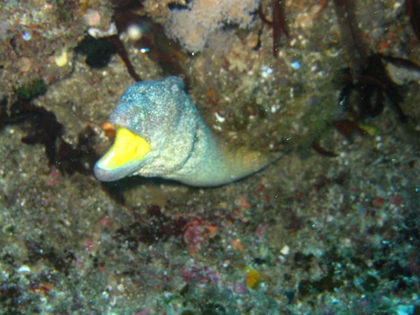 Honeycomb eel