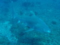 Raggied tooth shark, around 10 per dive!