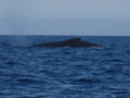 ad on the surface, Humpback whales...