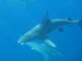 this was taken from the boat, oceanic black tips...do not put your hands to much in the water...could be a bad idea!