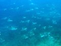 Devil's rays...between 40 and 80 of them!