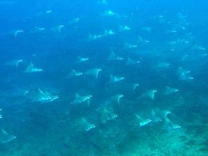 Devil's rays...between 40 and 80 of them!