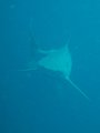 We saw six  oceanic black tips in the same dive