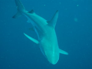 Oceanic Black tip...coming to check me...