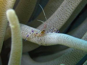 few more macro....shrimp on anemone...