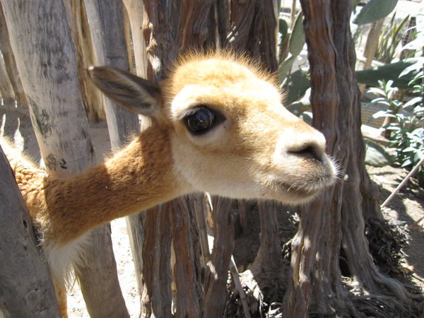Cute little alpaca