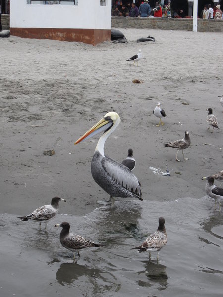 Pelican of Paracas...