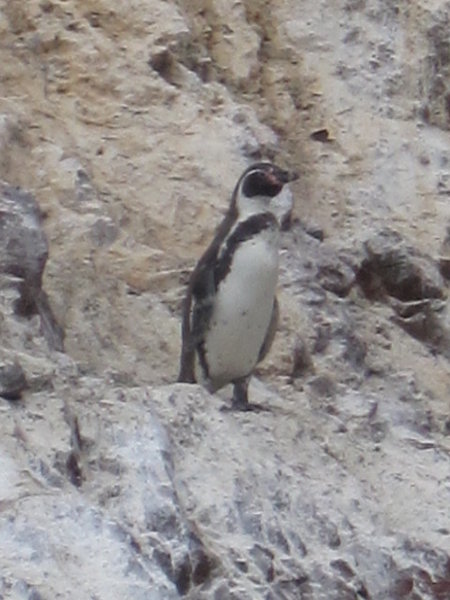 and even Penguins....yes...the penguins of Islas Ballestas...saw at least 20 of them...but they are shy...and small!