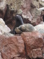 Sea lions enjoying their time...