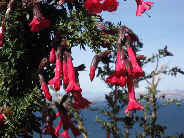 Kantuta, Bolivia national flower