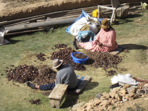 Selecting dried potatoes, Isla del Sol