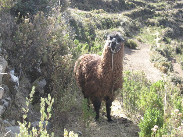 Lama encounter