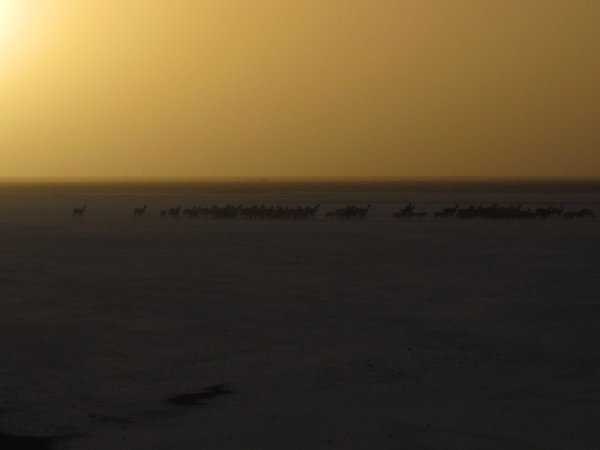 Herd of lamas near Oruro