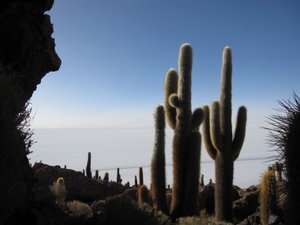 These cacti only grow by max 3cm per year!