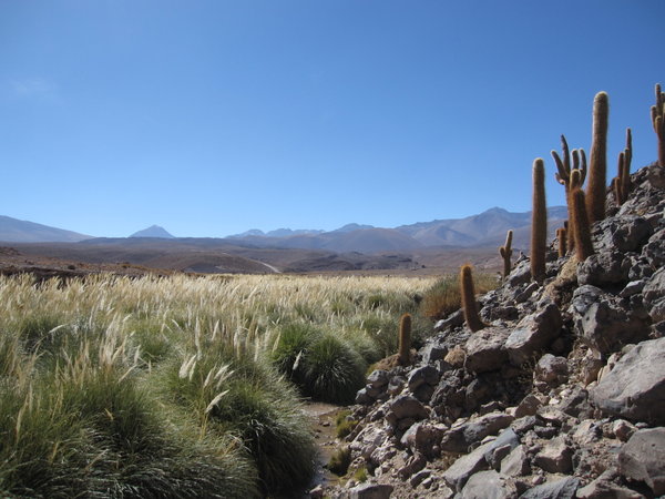 Forrest of cardon cacti and Puripica river valley