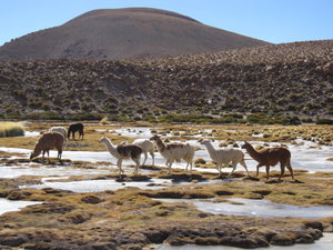 herd of Lamas
