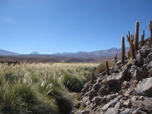 Forrest of cardon cacti and Puripica river valley