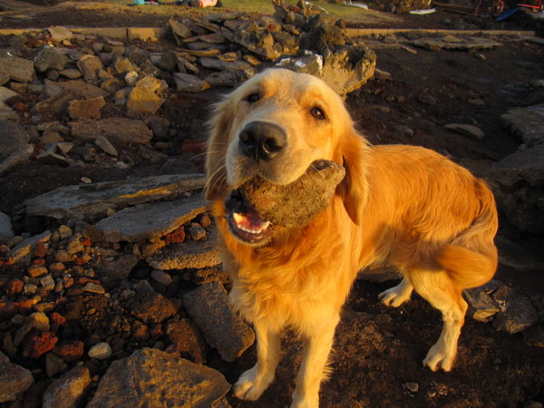 no bones here..just rocks....play with me...please...