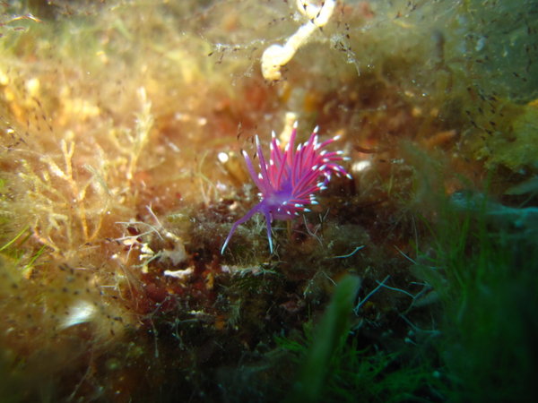Colors of the Adriatic, nudibranch