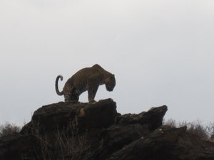 Leopard at Amani lodge