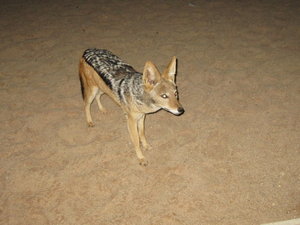 jackal curious at our BBQ food!