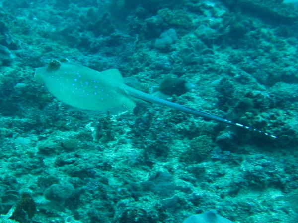 At Manta, we did not see the Manta, but we saw that little blue spotted ray!