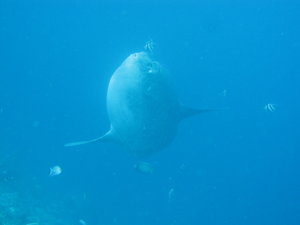 Impressive encounter with our first Mola Mola!