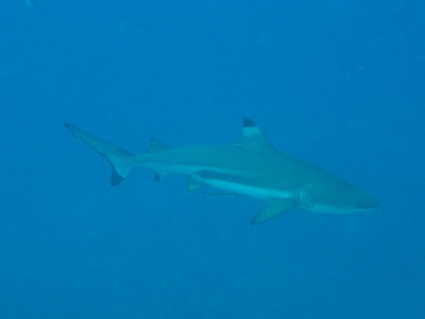 Nice Black tip...we saw few of them in 8 dives!